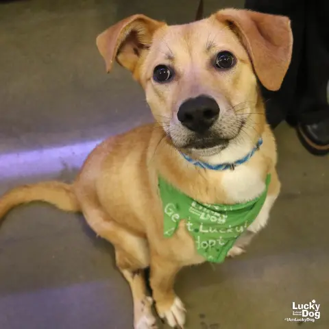 Mirabelle thumbnail 2