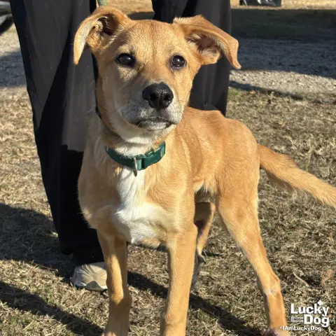 Mirabelle thumbnail 3