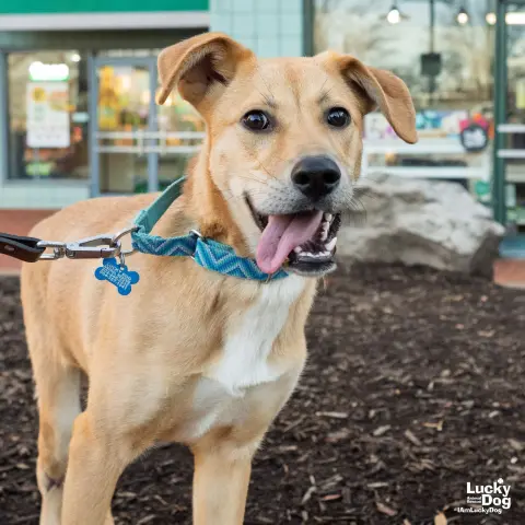 Mirabelle thumbnail 4