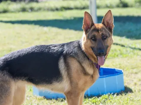 Koda