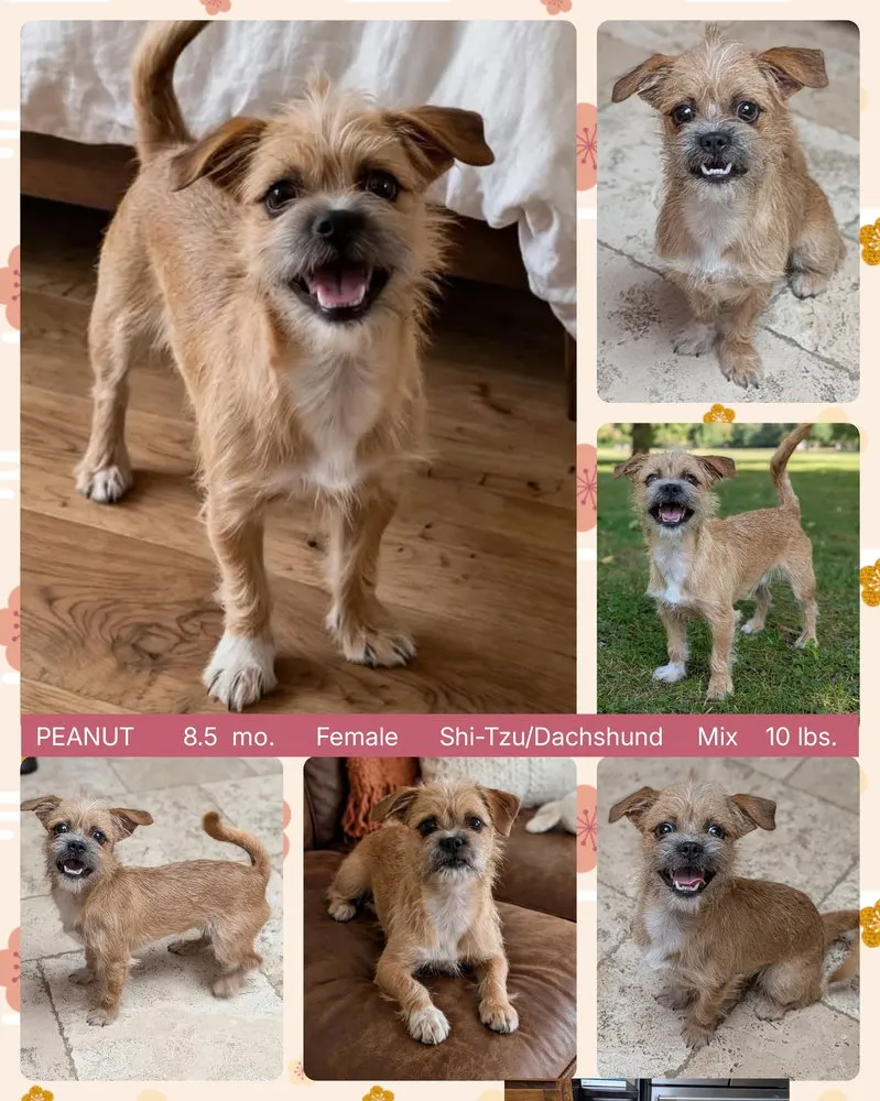 Peanut - Photo 1