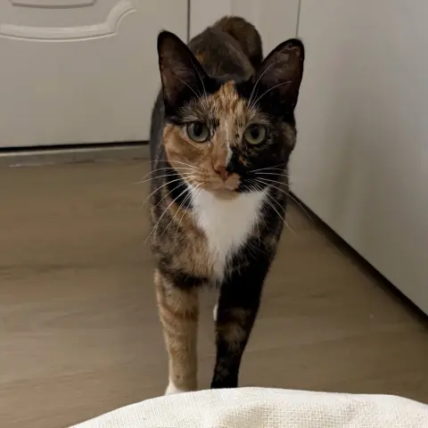 Agnes