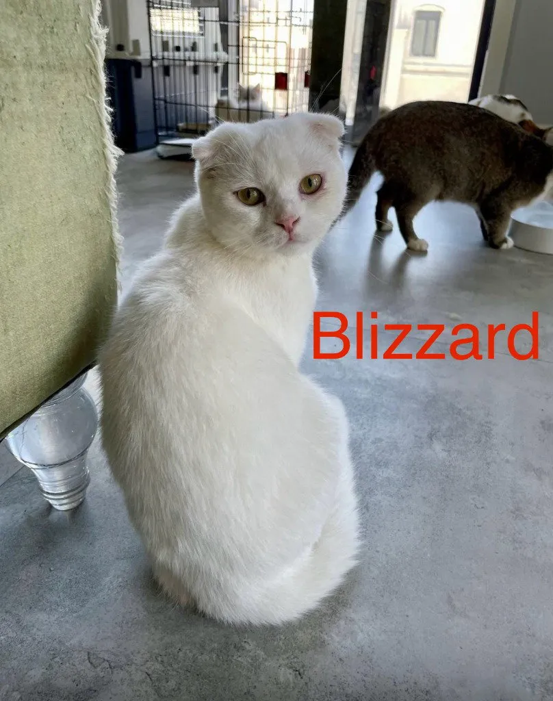 Blizzard - Photo 1