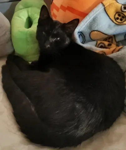 Binx