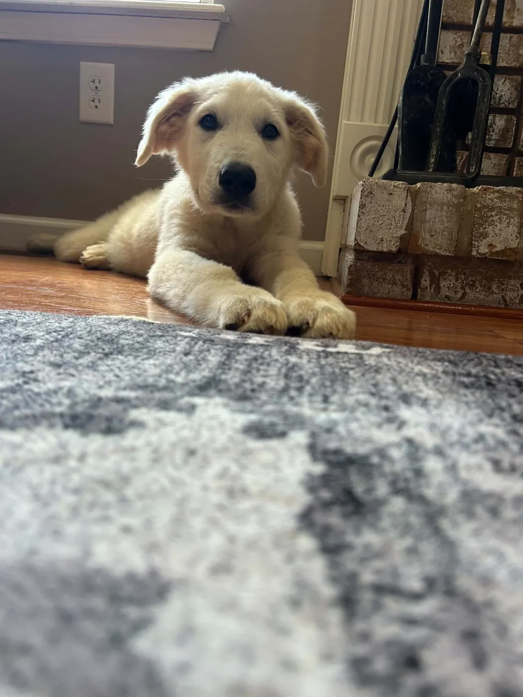 Nash - Photo 1