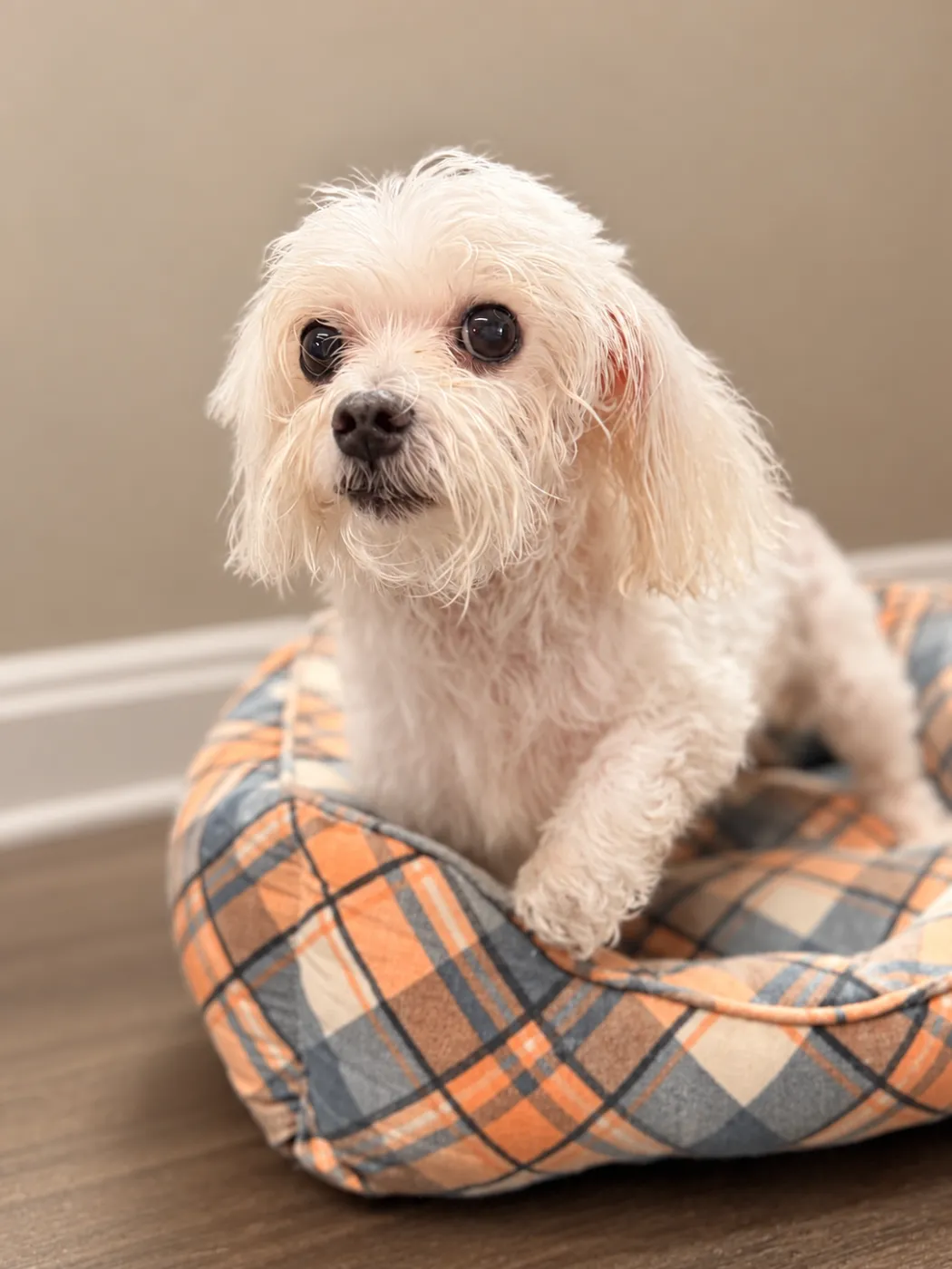 Fluffy - Photo 1