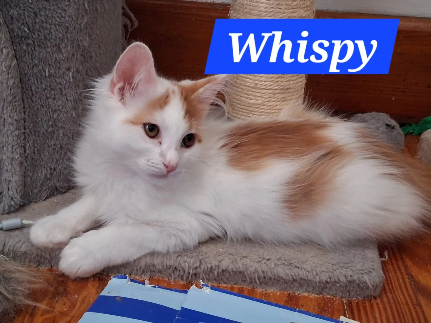 Whisp - Photo 1