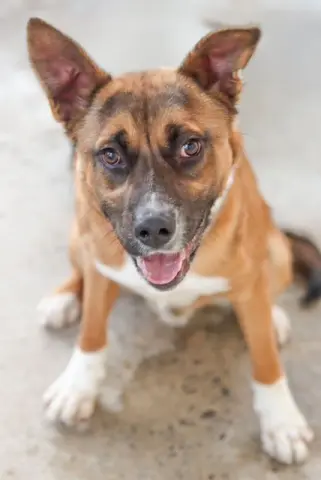 Squirrel thumbnail 2