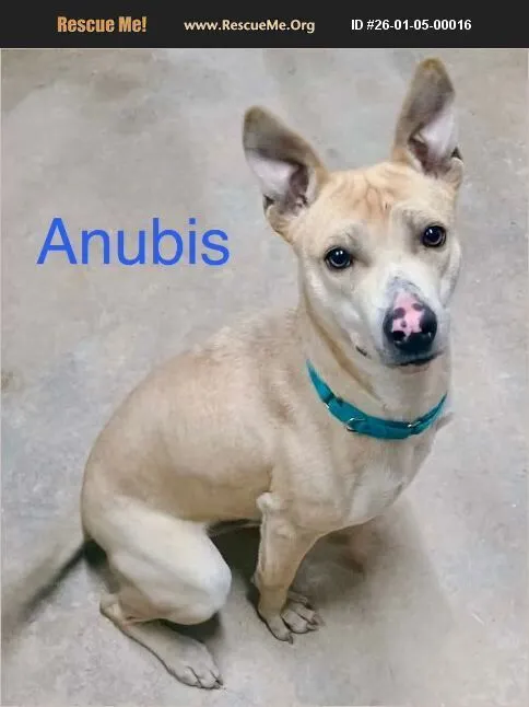 Anubis - Photo 1