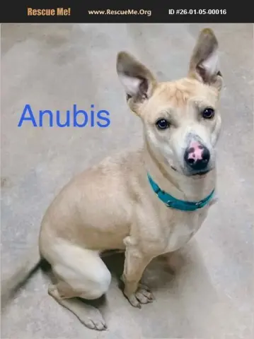 Anubis