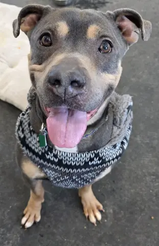 Valentino thumbnail 2