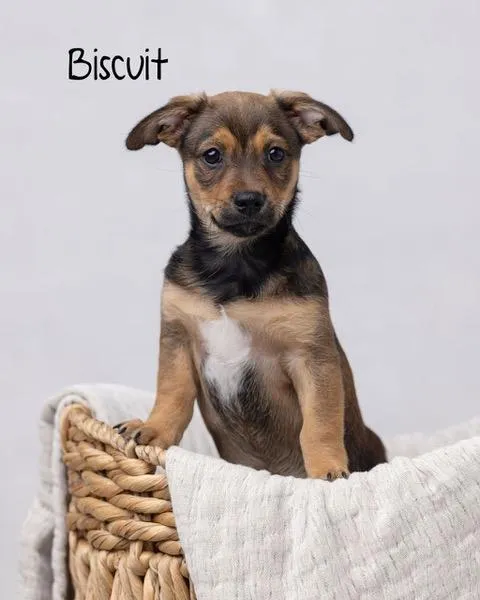 Biscuit Boy - Photo 1