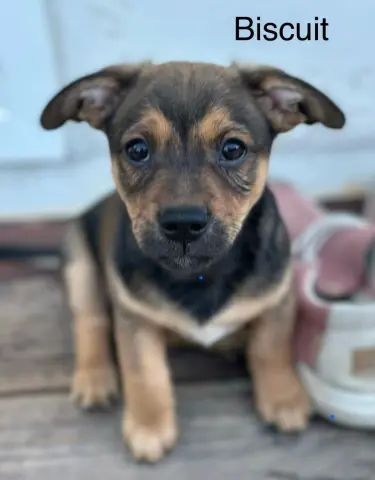 Biscuit Boy thumbnail 2