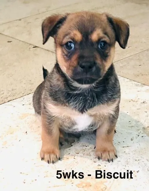 Biscuit Boy - Photo 3