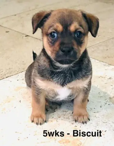 Biscuit Boy thumbnail 3