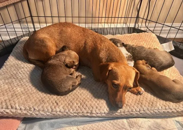 Biscuit Boy - Photo 5