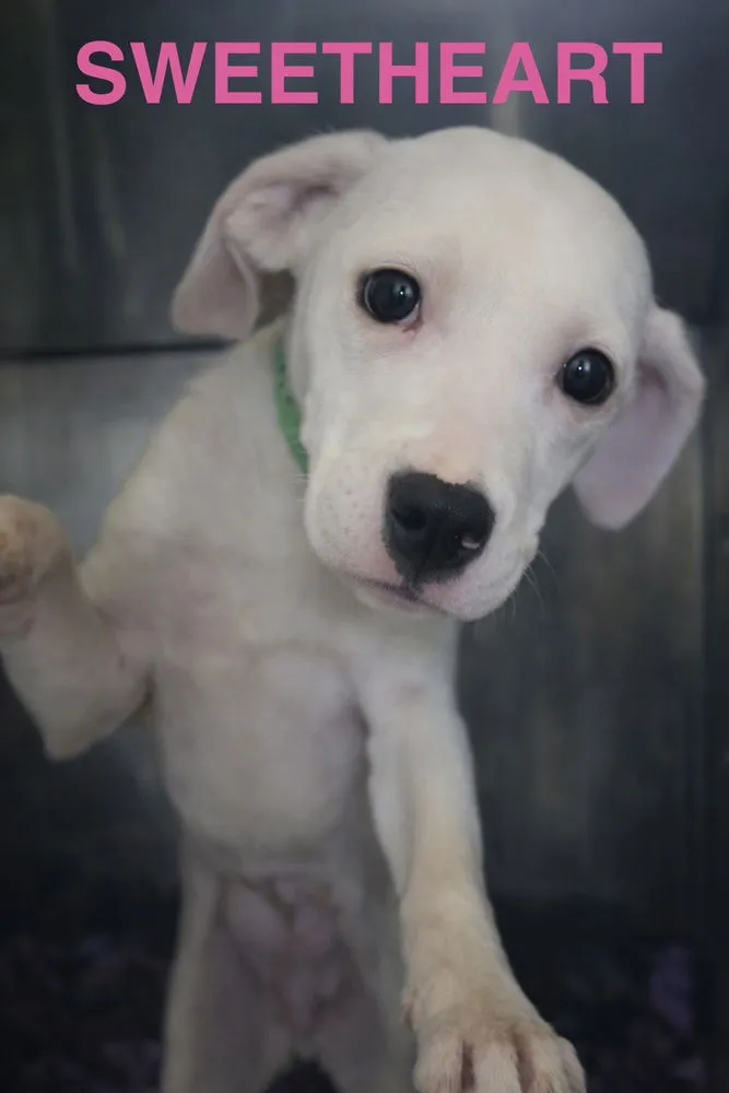 Sweetheart - Photo 1