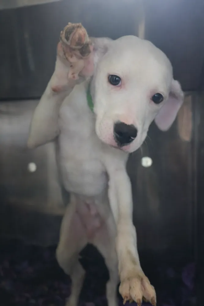 Sweetheart - Photo 2