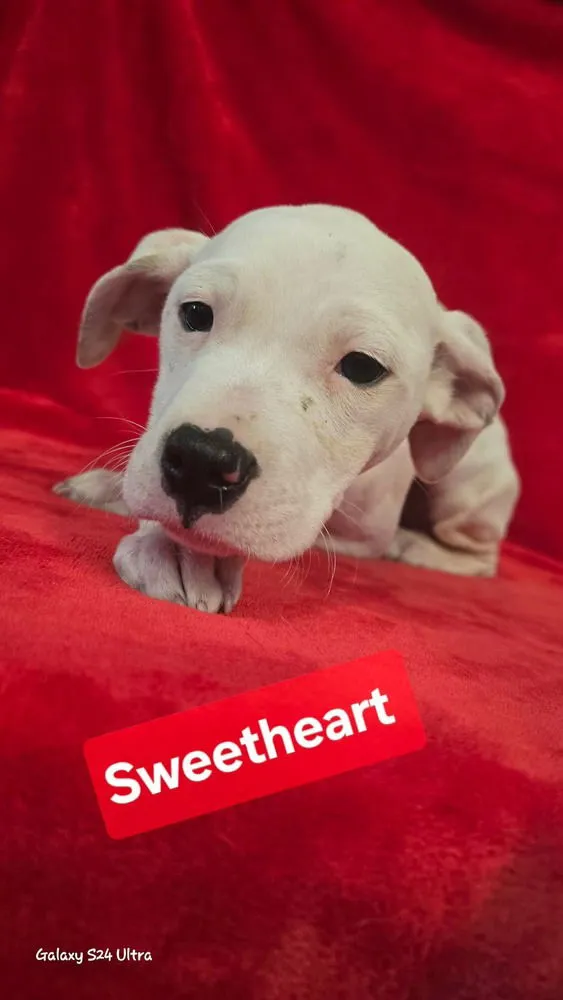 Sweetheart - Photo 3