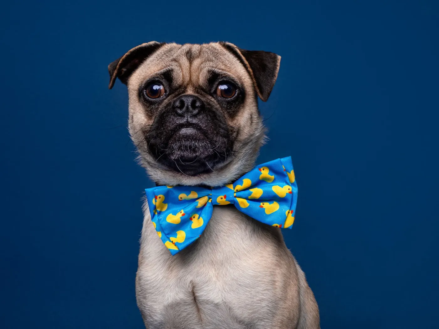 Chef Boyardee - Photo 1