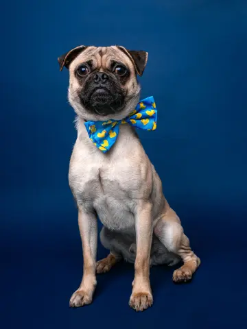 Chef Boyardee thumbnail 2