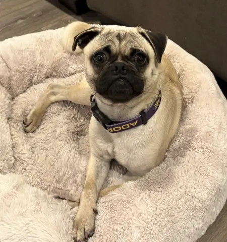 Chef Boyardee thumbnail 3