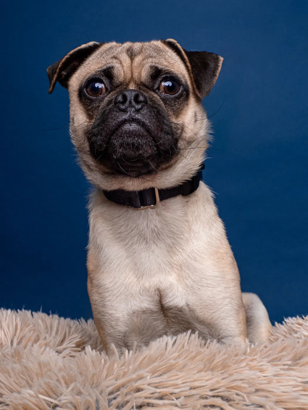 Chef Boyardee - Photo 4