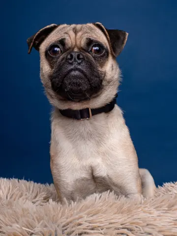 Chef Boyardee thumbnail 4