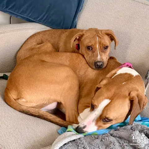 Spartacus thumbnail 3