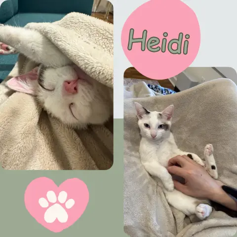 Heidi thumbnail 2
