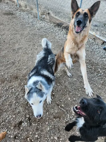 Pine Cone thumbnail 2