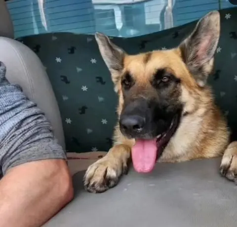 Pine Cone thumbnail 3