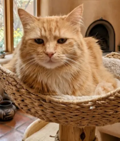 Meringue thumbnail 2