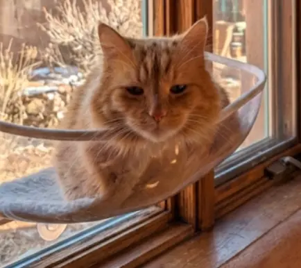 Meringue thumbnail 4