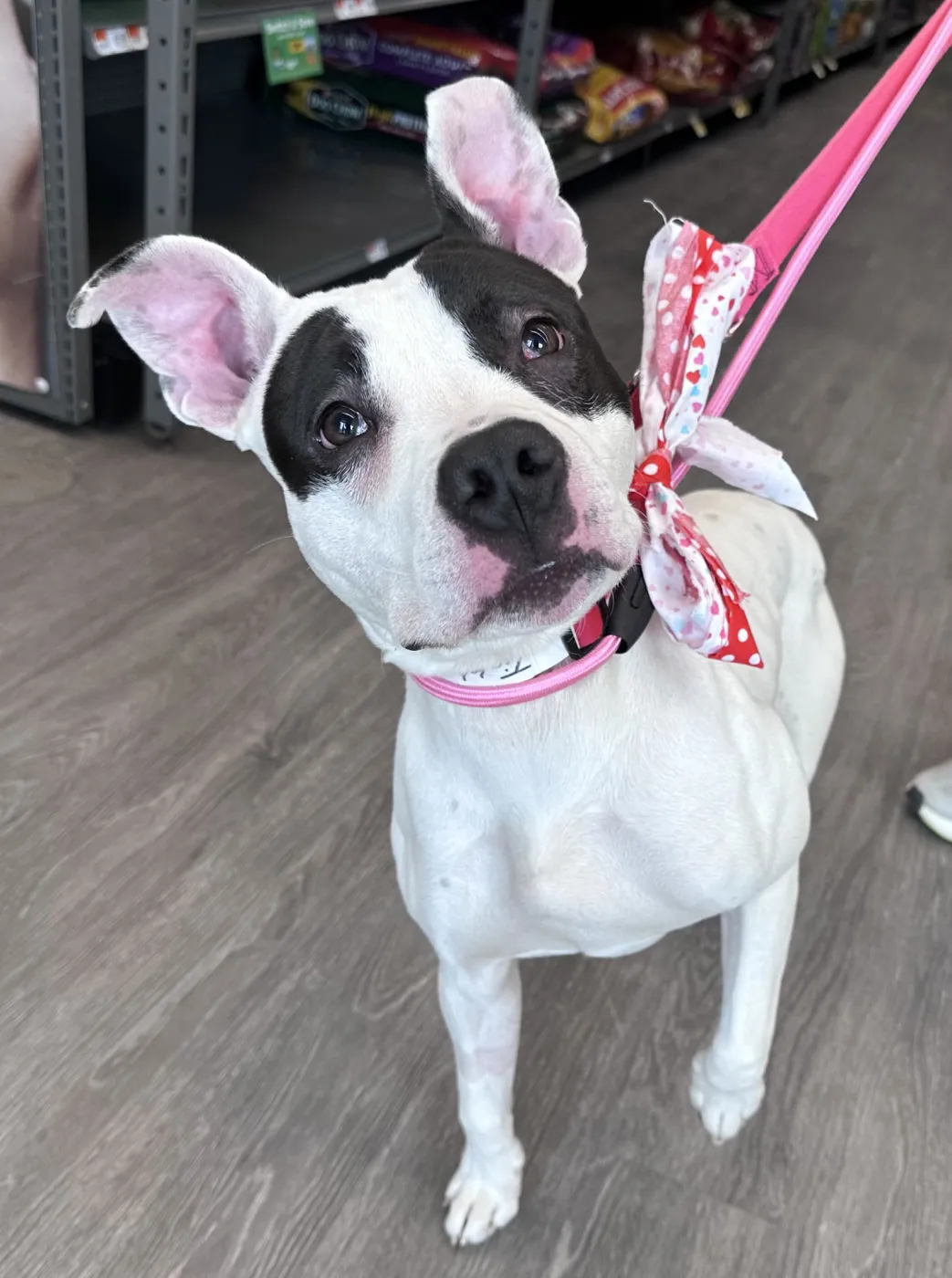 Tinklebell - Photo 1