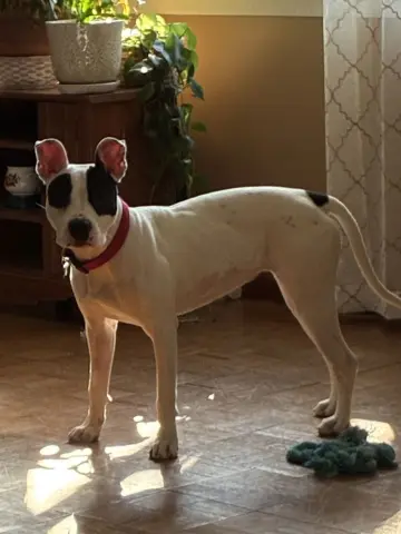 Tinklebell thumbnail 3