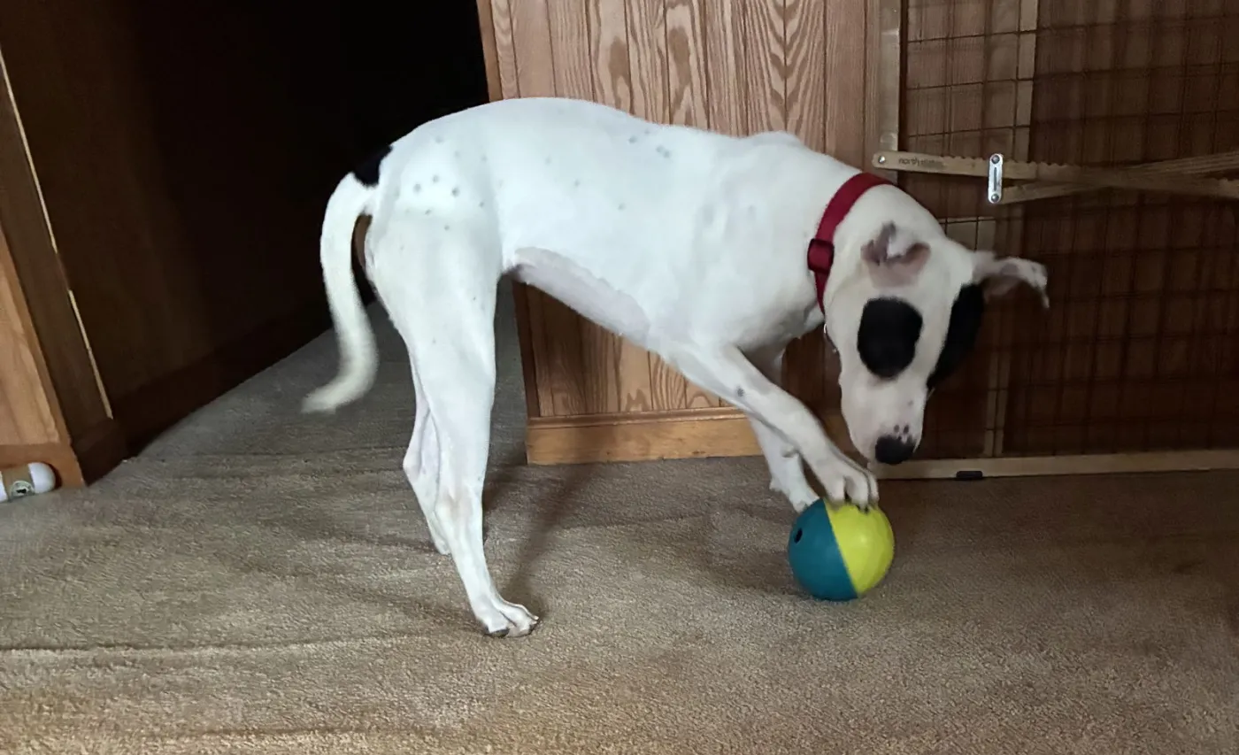 Tinklebell - Photo 4