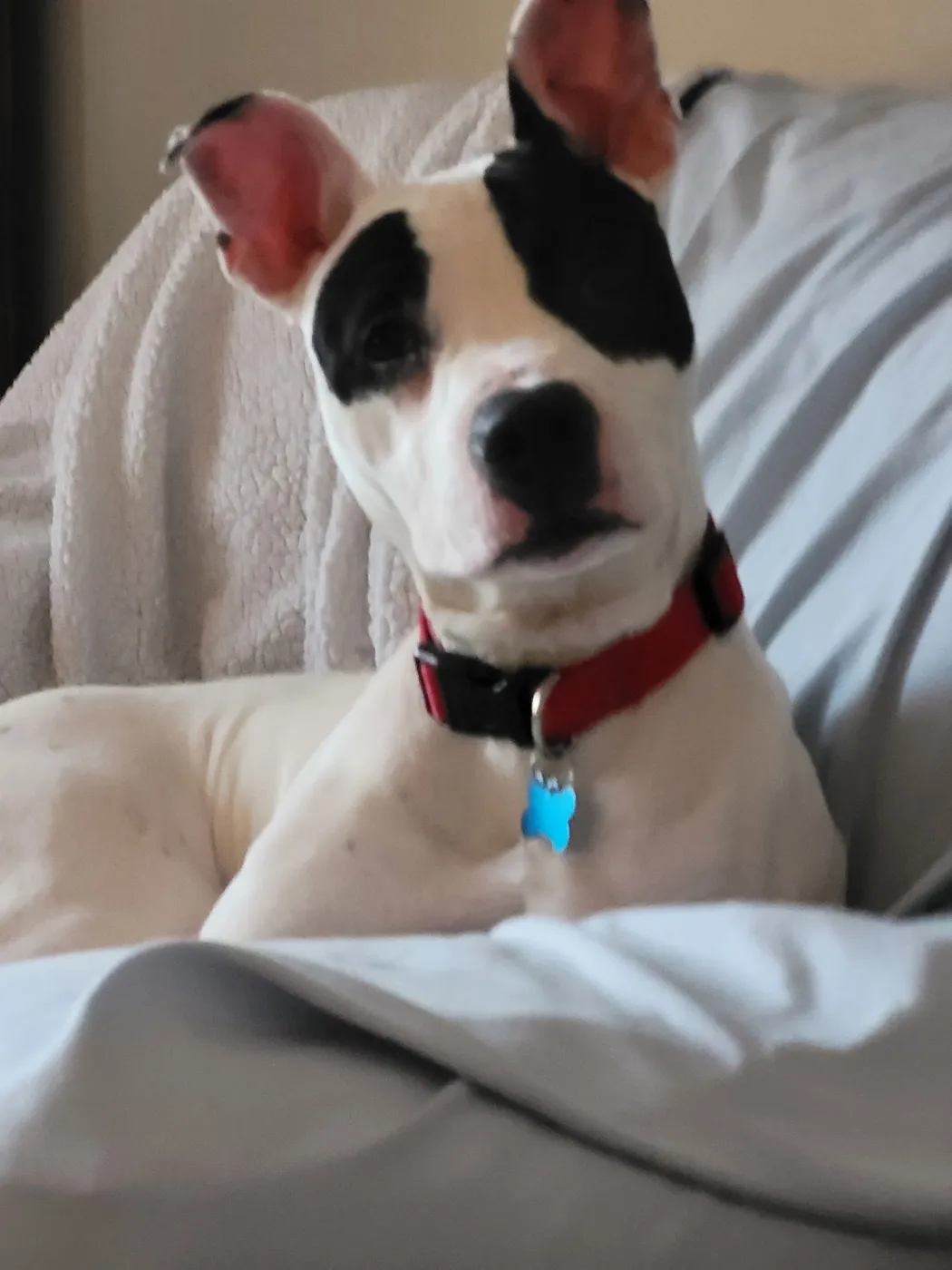 Tinklebell - Photo 5