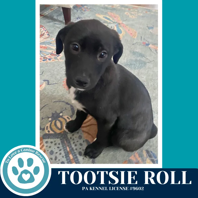 Tootsie Roll - Photo 1