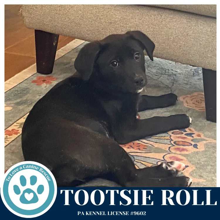 Tootsie Roll - Photo 3