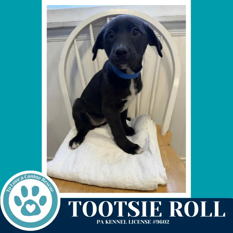 Tootsie Roll - Photo 4