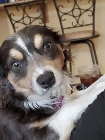 Mr. Shilo thumbnail 2