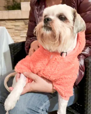 Miss Biscuit thumbnail 3