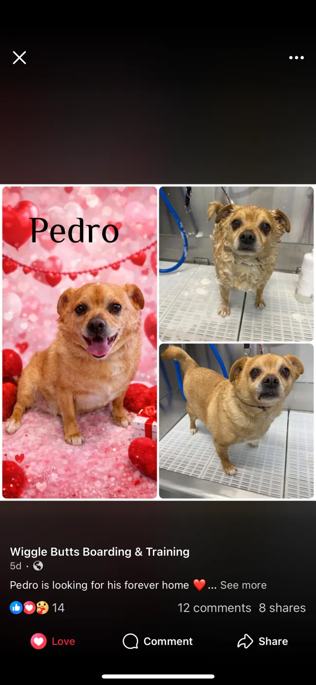 Pedro - Photo 1