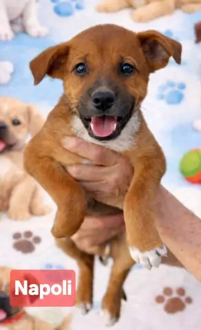 Napoli thumbnail 2