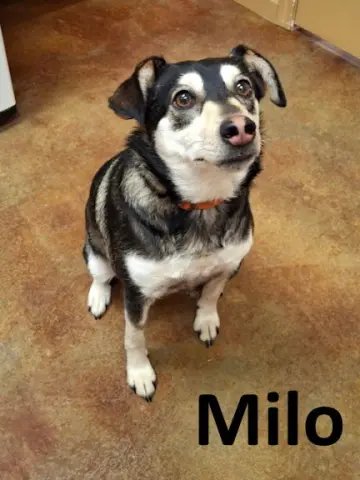 Milo