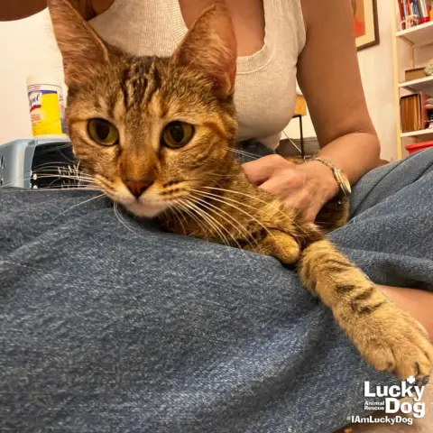 Carolina thumbnail 2