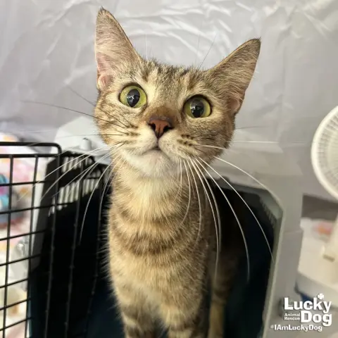 Carolina thumbnail 3