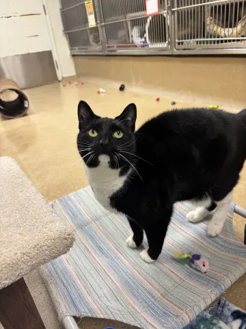 Pepper thumbnail 3