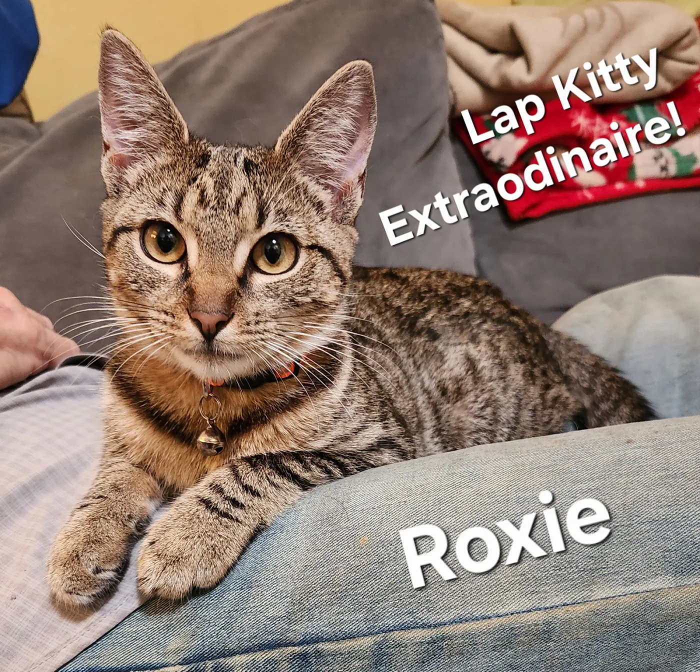 Roxie - Photo 1